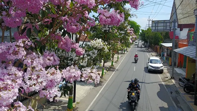 Bunga Tabebuya Kembali...