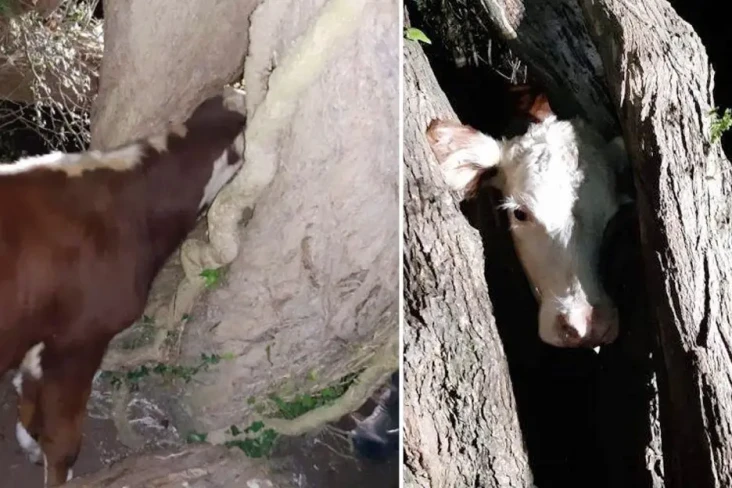 Kepala Sapi Ini Terjepit...