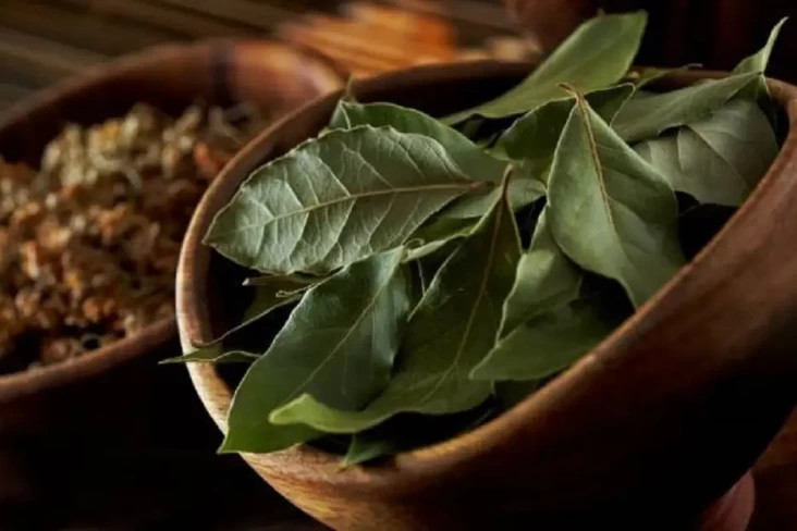 5 Daun Obat Kolesterol...