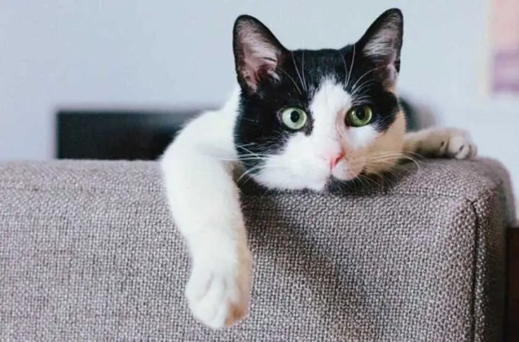 4 Persamaan Kucing dan...