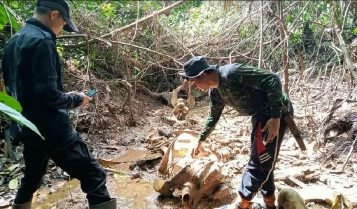Tragis! Gajah Sumatera...