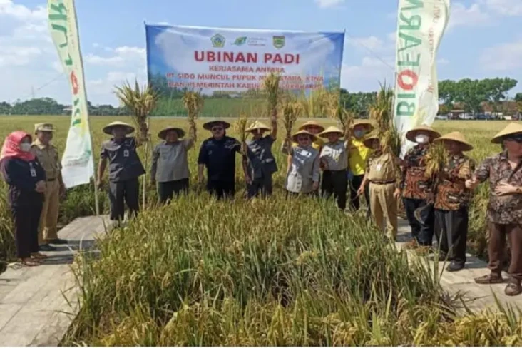 Hasil Panen Padi di...