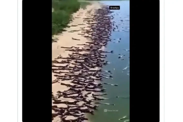 Viral Video Invasi Buaya...