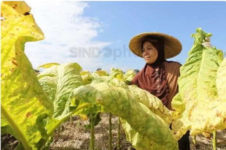 Imbas Kenaikan Harga...