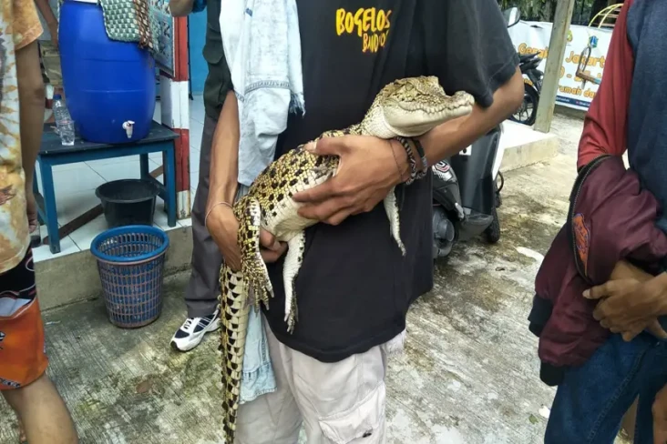 Gempar! Pelaku Tawuran...