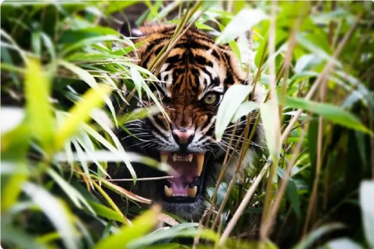 Heboh! 2 Harimau Masuk...
