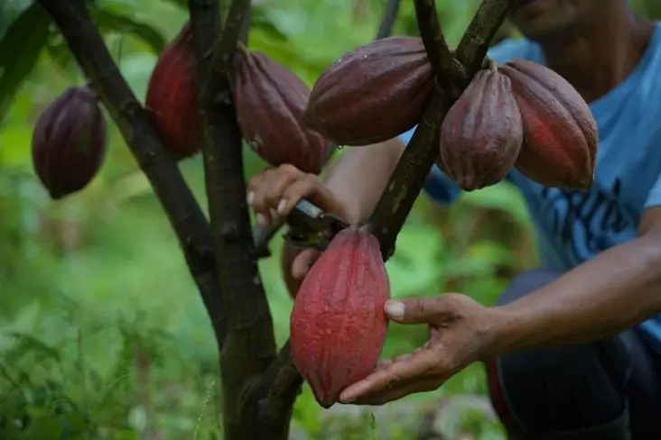 Kakao dari Perkebunan...
