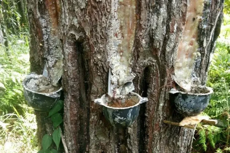 Banyak Kendala, Pemanfaatan...