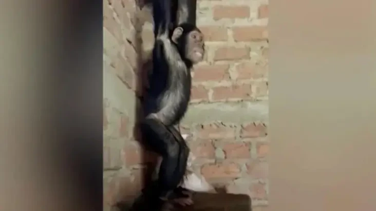 Penculik Simpanse Tuntut...
