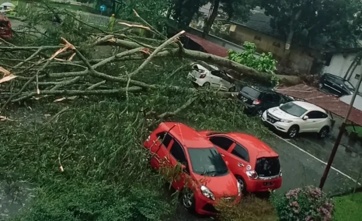 Pohon Tumbang Timpa...