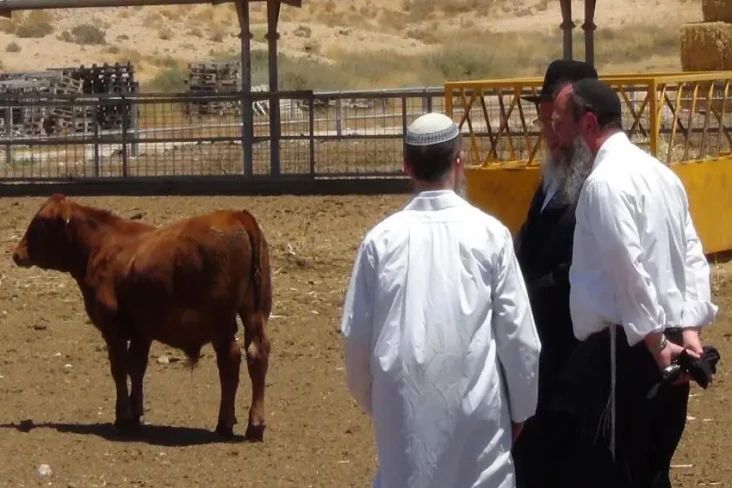 Profil The Temple Institute,...