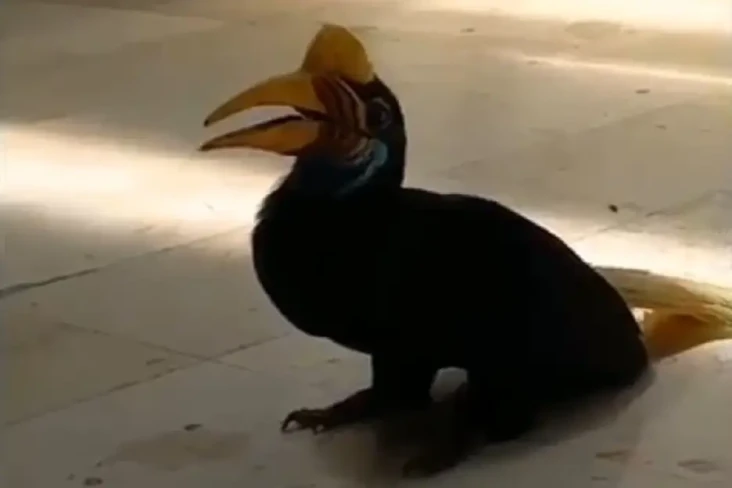 Burung Rangkong Gegerkan...