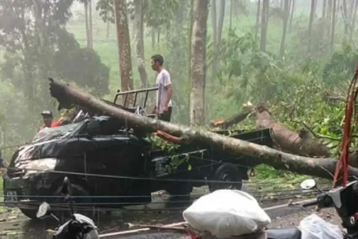 Pohon Tumbang Timpa...