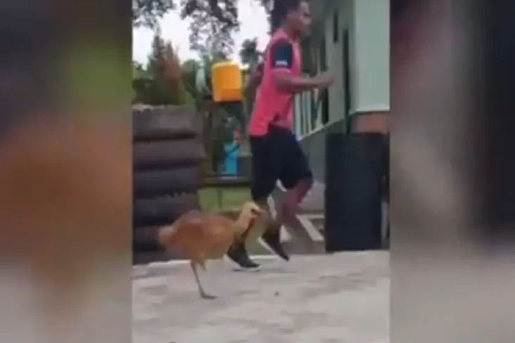 Viral! Burung Kasuari...