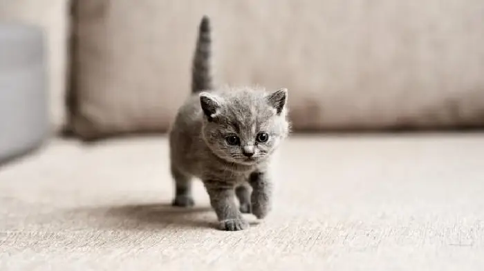 21 Kucing Dibunuh dan...