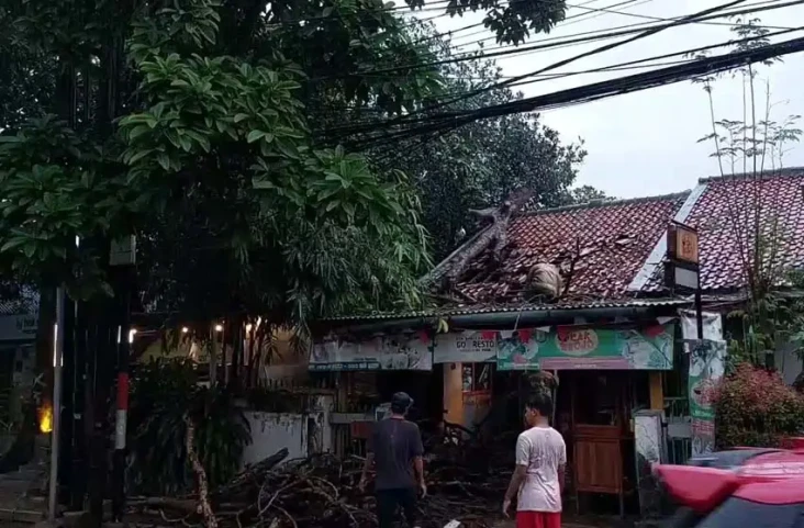 Pohon Mahoni Tumbang...
