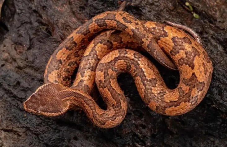 3 Ular Viper Paling...