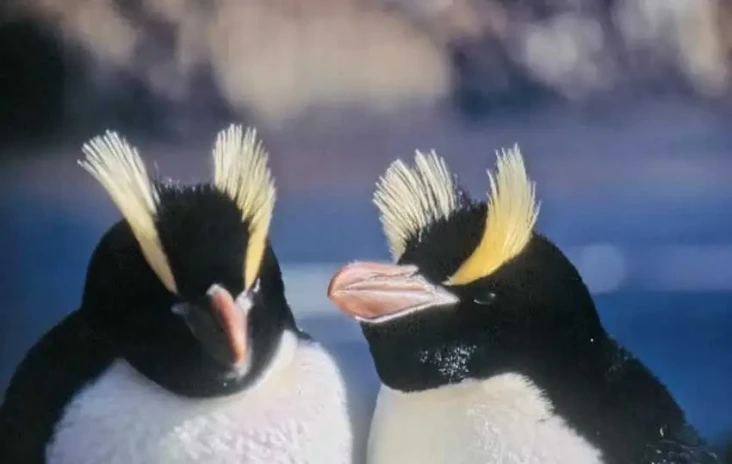 Perilaku Aneh Penguin...