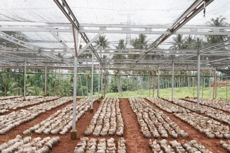 Kementan Bangun Nursery...