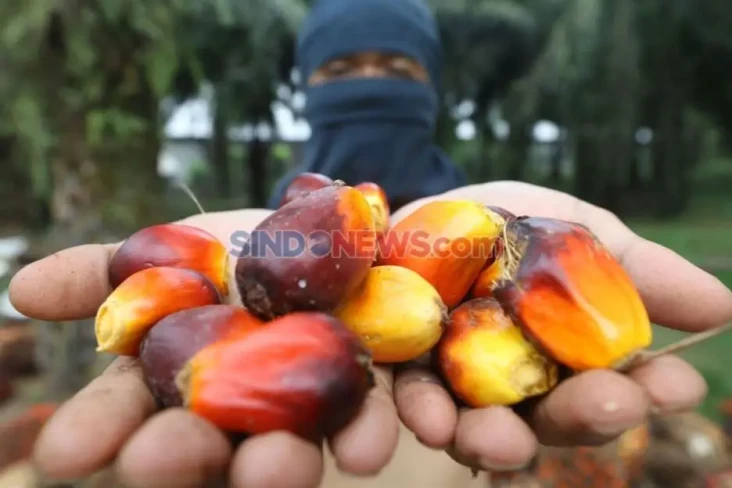 Stok Minyak Sawit Melimpah,...