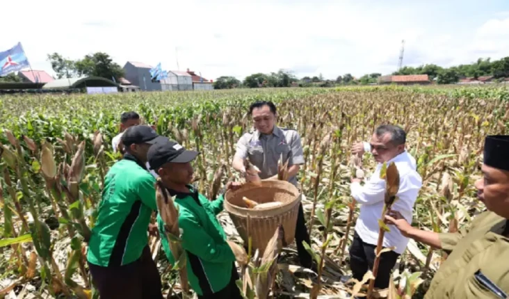 Dukung Potensi Jagung...