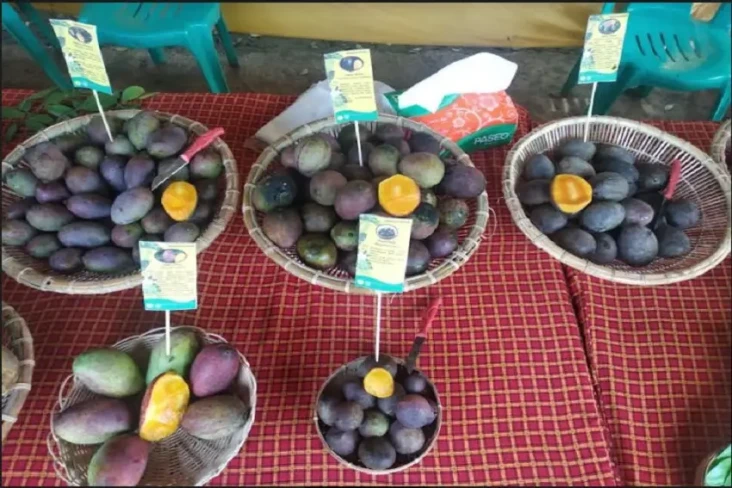 Dosen IPB Teliti Mangga...