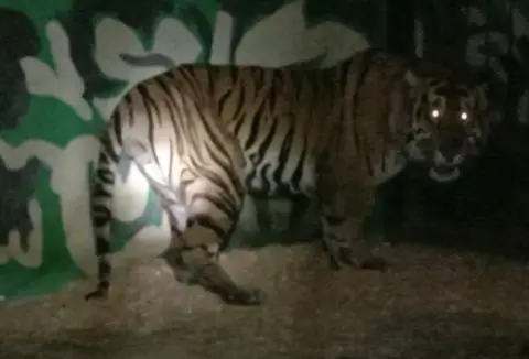 Harimau Masuk Barak...