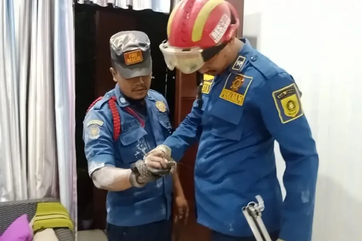 Kaget Injak Ular Kopi,...