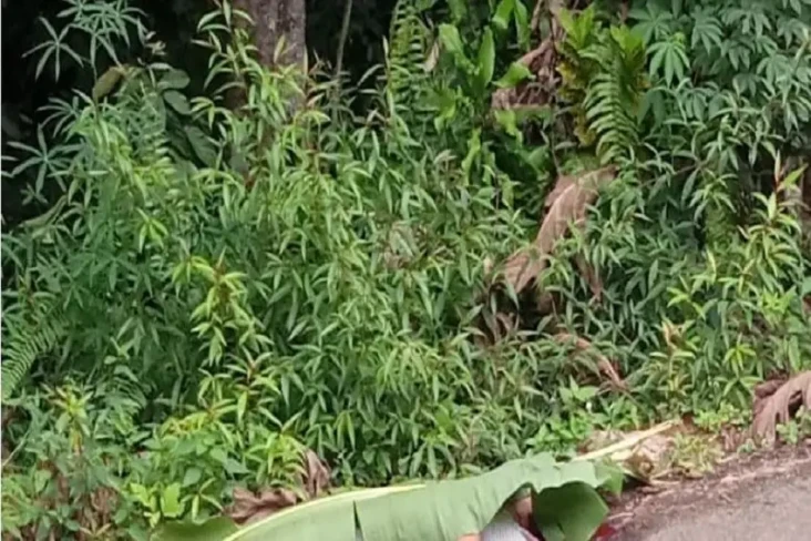 Diduga Sering Melakukan...
