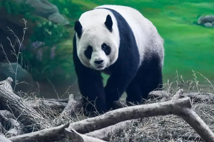 Gegara Panda Sekarat,...