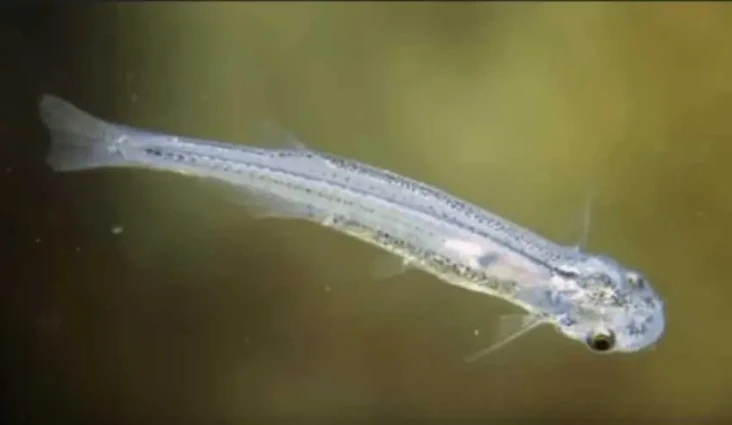 5 Fakta Ikan Candiru,...