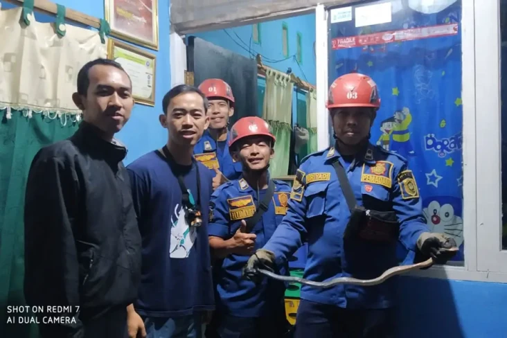 Ular Koros yang Bikin...