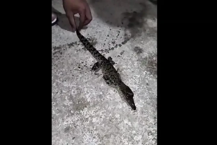 Mamuju Tengah Gempar!...