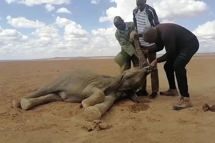 Kenya Dilanda Kekeringan...