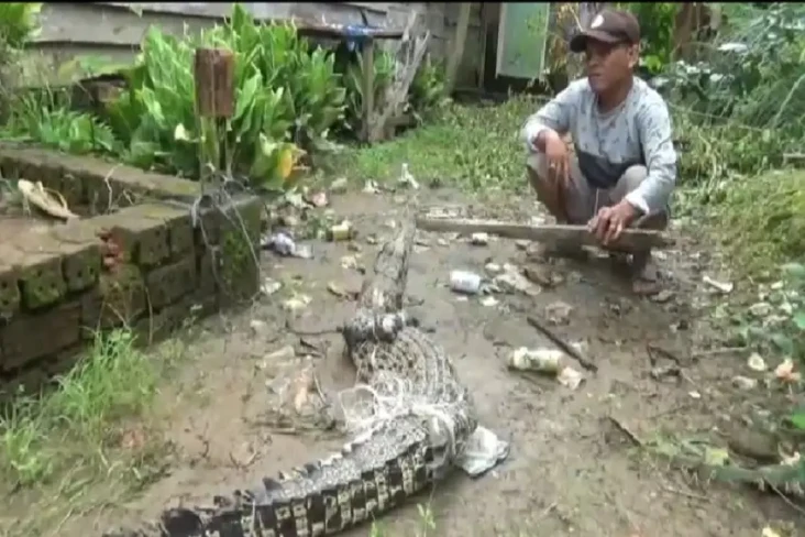 Geger, Buaya 1,5 Meter...