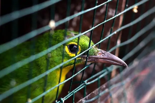 Burung Cucak Hijau Dilepasliarkan...