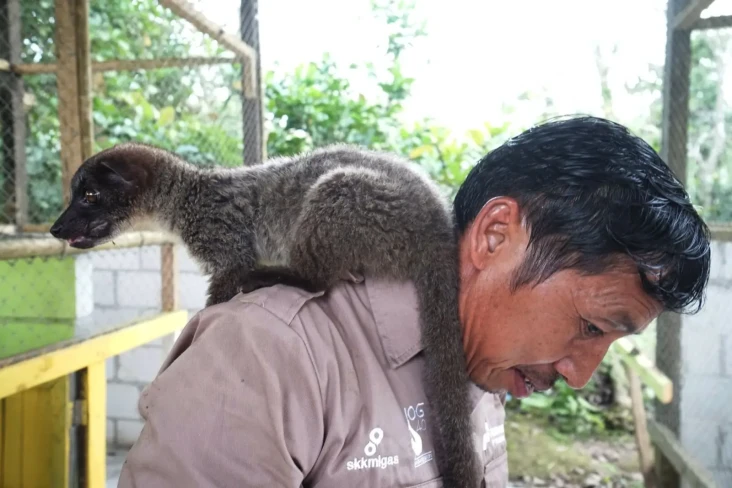 Kopi Luwak Pertama di...