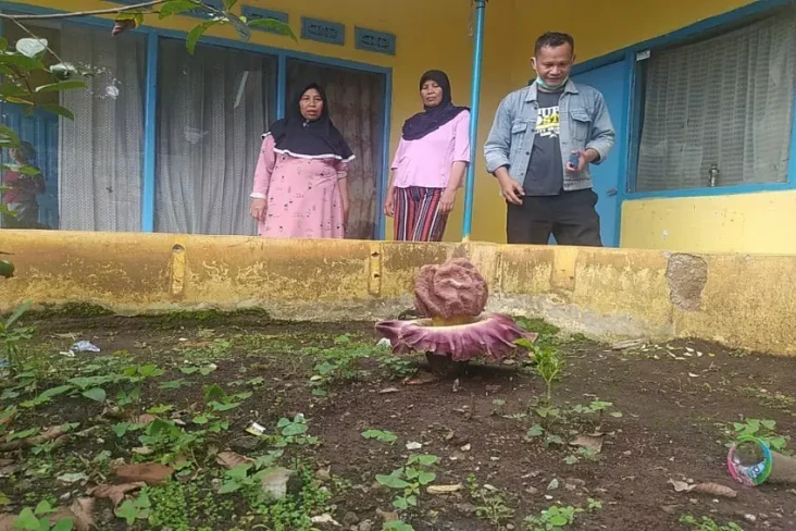Bunga Bangkai Tumbuh...