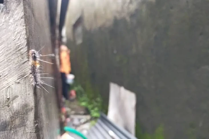 Ulat Bulu Teror Puluhan...