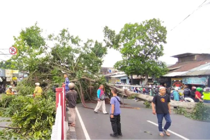 Pohon Mahoni 7 Meter...