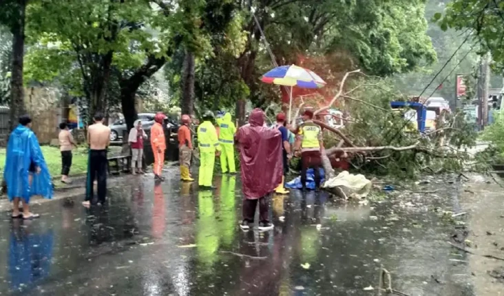 Pohon Tumbang Timpa...