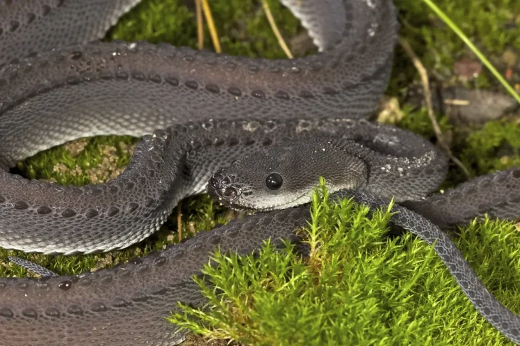 Ular Naga Jawa Ditemukan,...