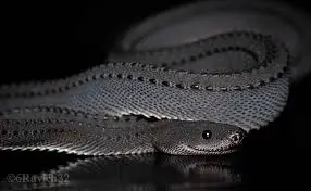 Spesies Baru Ular Naga...