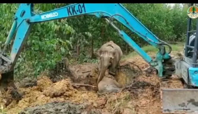 Ketika Induk Gajah Berupaya...