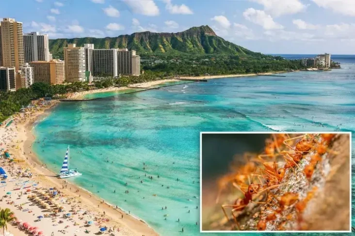 Warga Pulau Hawaii Bakal...