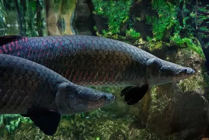15 Daftar Ikan yang...