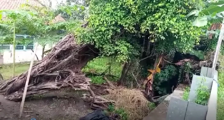 Cerita Horor Pohon Beringin...