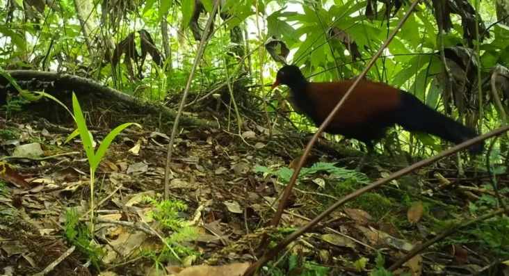 Merpati Hitam Superlangka...