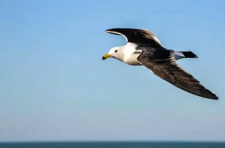 Terungkap Rahasia Burung...