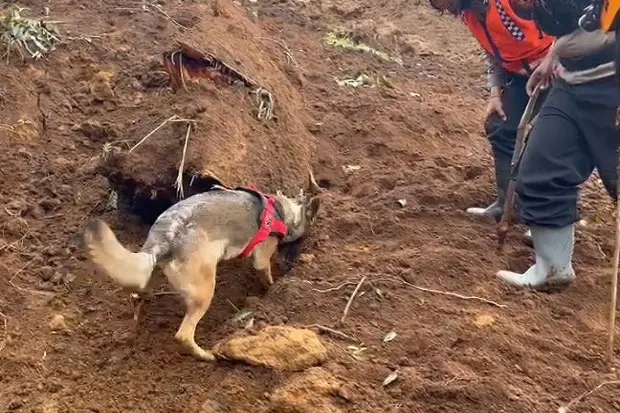 Anjing Pelacak Temukan...